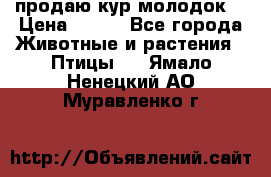 продаю кур молодок. › Цена ­ 320 - Все города Животные и растения » Птицы   . Ямало-Ненецкий АО,Муравленко г.